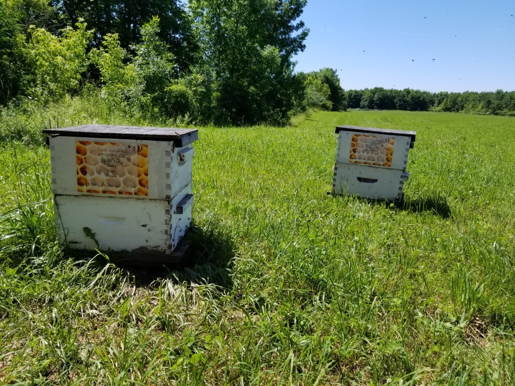Parrainer une ruche, le concept